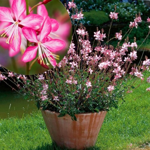 Gaura lindheimeri 'Rosyjane' - Harilik kalevikepp 'Rosyjane' P9/0,55L